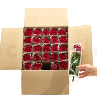 Preserved Rose on stem 12" Red (x25)