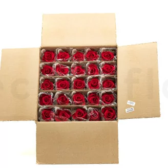 Preserved Rose on stem 12" Red (x25)