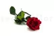 Preserved Rose on stem 12" Red (x25) 5
