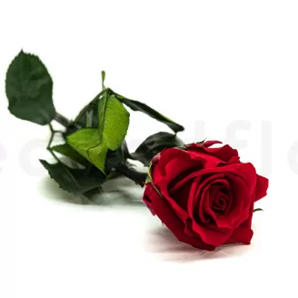 Preserved Rose on stem 12" Red (x25)