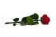 Preserved Rose on stem 12" Red (x25) 7