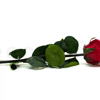 Preserved Rose on stem 12" Red (x25)