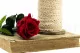 Preserved Rose on stem 12" Red (x25) 8