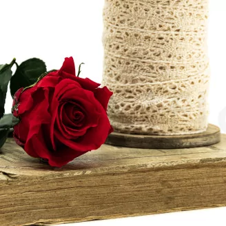 Preserved Rose on stem 12" Red (x25)