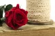 Preserved Rose on stem 12" Red (x25) 3