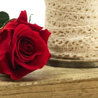 Preserved Rose on stem 12" Red (x25)