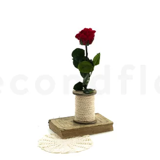 Preserved Rose on stem 12" Red (x25)