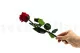Preserved Rose on stem 12" Red (x25) 6