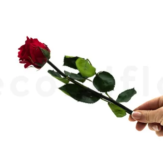 Preserved Rose on stem 12" Red (x25)