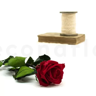Preserved Rose on stem 12" Red (x25)