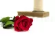 Preserved Rose on stem 12" Red (x25) 11