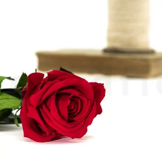 Preserved Rose on stem 12" Red (x25)