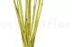 Dried Elephant Reed Green (set of 20) 8