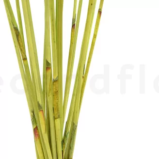 Dried Elephant Reed Green (set of 20)
