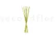 Dried Elephant Reed Green (set of 20) 7