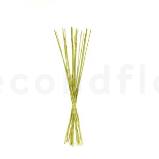 Dried Elephant Reed Green (set of 20)