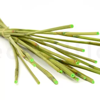 Dried Elephant Reed Green (set of 20)