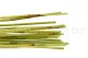 Dried Elephant Reed Green (set of 20) 4