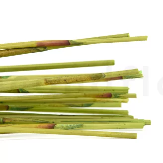 Dried Elephant Reed Green (set of 20)