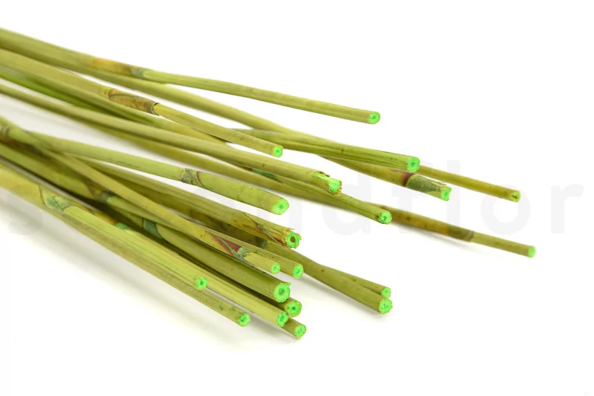 Dried Elephant Reed Green (set of 20)