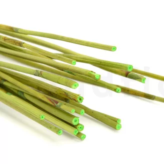 Dried Elephant Reed Green (set of 20)
