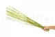 Dried Elephant Reed Green (set of 20) 2