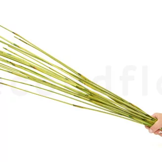 Dried Elephant Reed Green (set of 20)