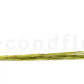 Dried Elephant Reed Green (set of 20)