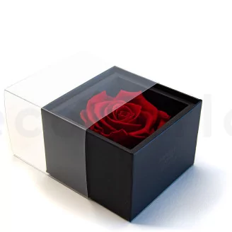 Preserved rose in a box Red