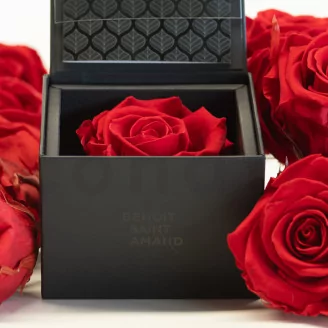 Preserved rose in a box Red