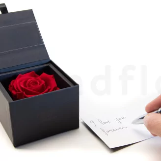 Preserved rose in a box Red