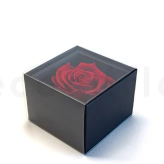 Preserved rose in a box Red