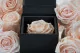 Preserved rose in a box Pink 10