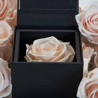 Preserved rose in a box Pink