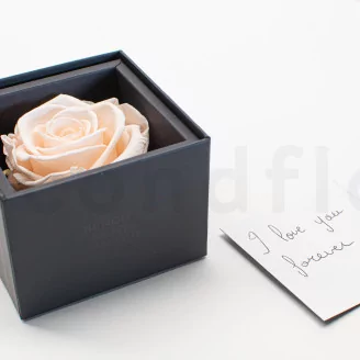 Preserved rose in a box Pink