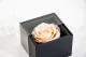 Preserved rose in a box Pink 8