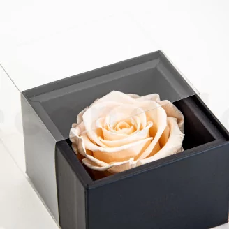 Preserved rose in a box Pink