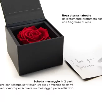 Preserved rose in a box Red