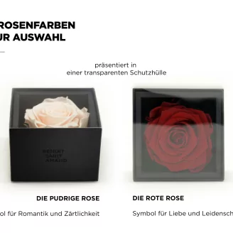 Preserved rose in a box Red