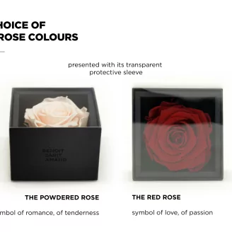 Preserved rose in a box Red