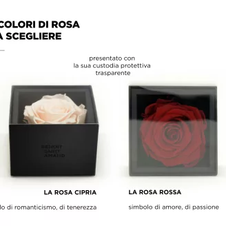 Preserved rose in a box Red