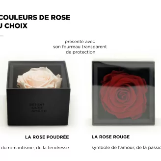 Preserved rose in a box Pink