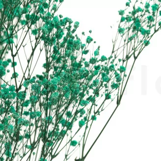 Preserved Baby's Breath Gypsophila Turquoise