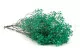 Preserved Baby's Breath Gypsophila Turquoise 6