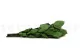 Preserved Rose Stem Short (set of 5) 5