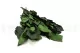 Preserved Rose Stem Short (set of 5) 6