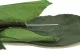 Preserved Rose Stem Short (set of 5) 4