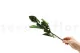 Preserved Rose Stem Short (set of 5) 3