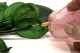 Preserved Rose Stem Long (set of 5) 6