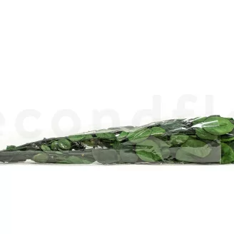 Preserved Rose Stem Long (set of 5)
